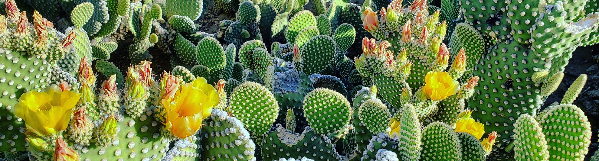 image of cacti