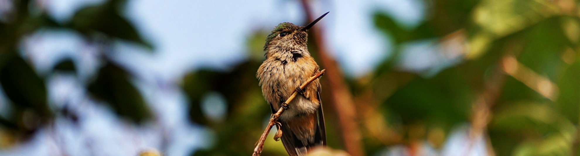 image of bird sitting on branch