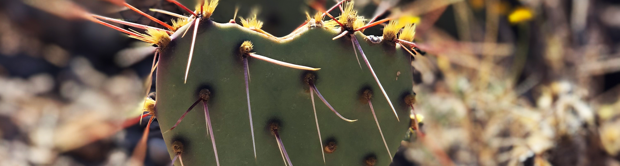 image of cacti in heart shape