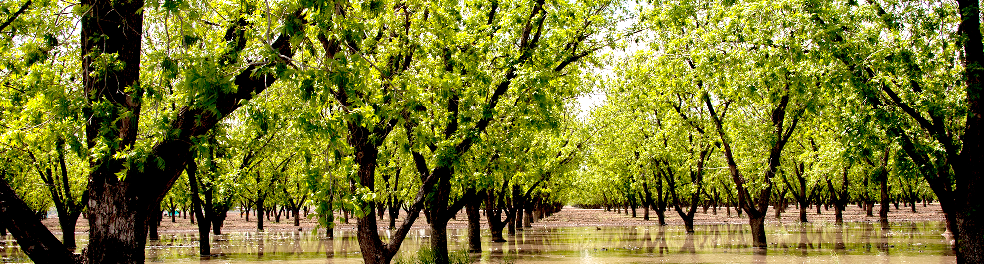 image of pecan orchard in new mexico
