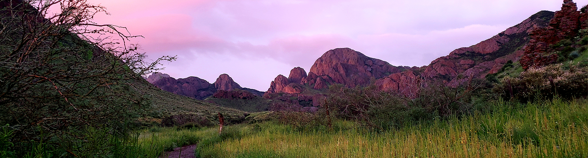 image of purple organ mountains