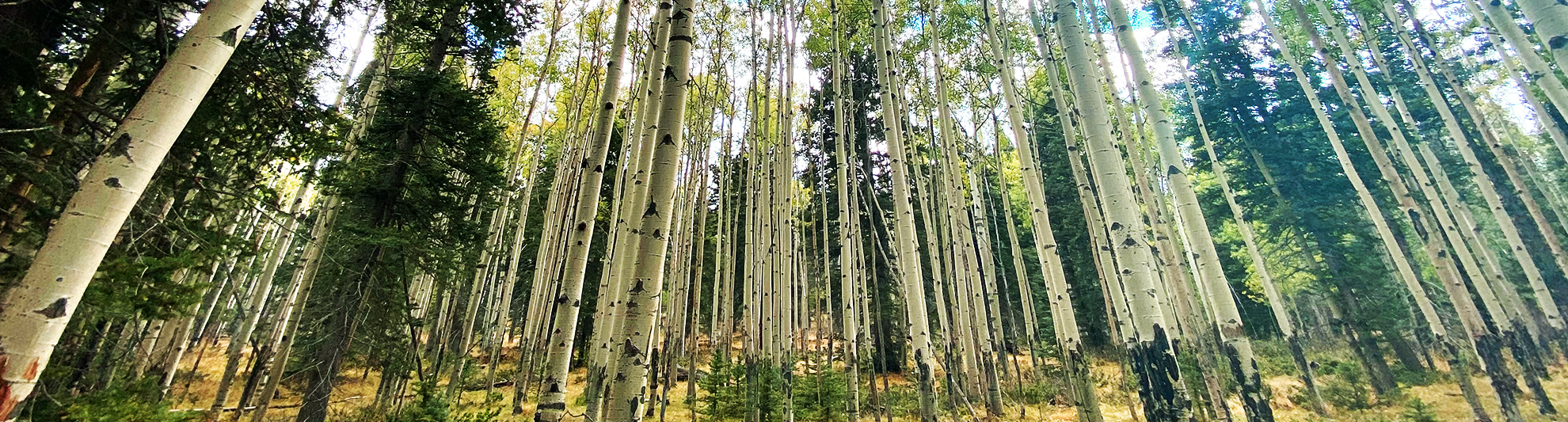 image of forrest trees in red river, new mexico