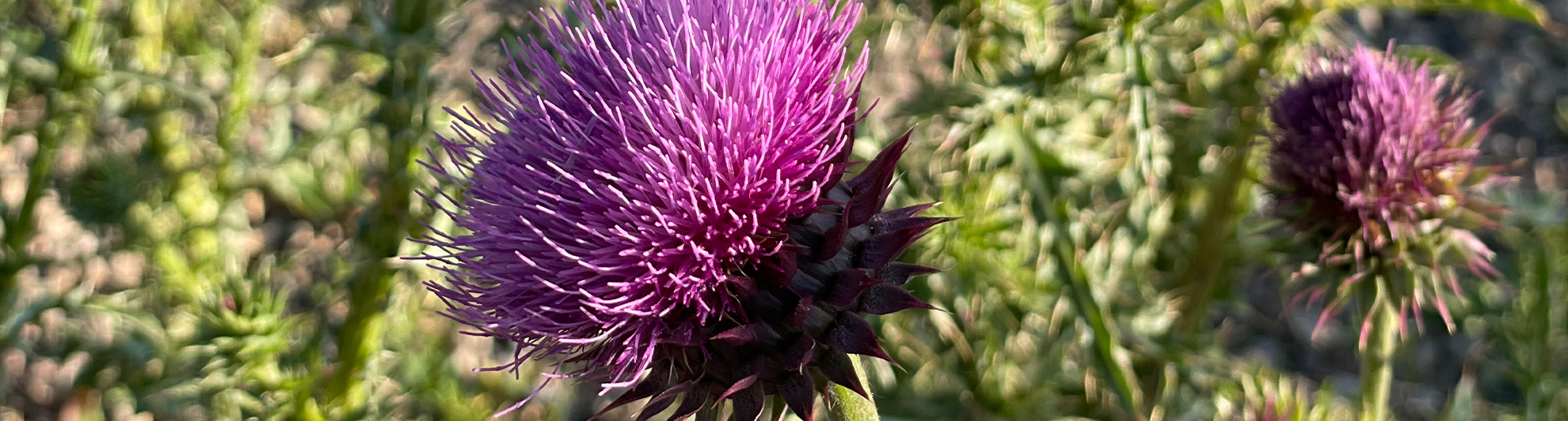 image of purple flowers